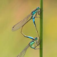 Blue-Tailed Damselflies mating 1 